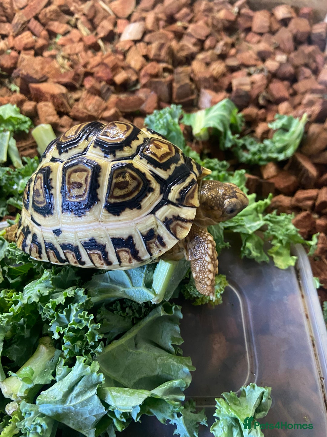 Tortoise reptiles for sale: Leopard tortoise Babies- Rare colour High  Whites - Image 3