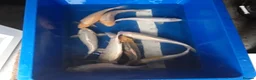Koi Carp fish for sale: Young koi in Deeside - Advert 6