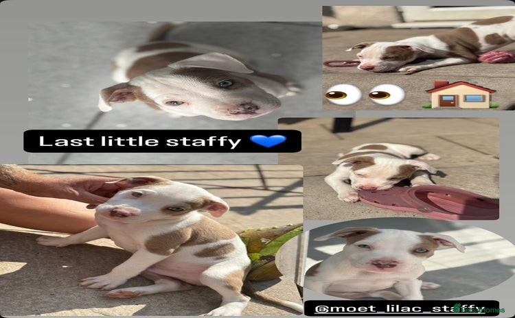 Staffordshire Bull Terrier dogs - Advert 2