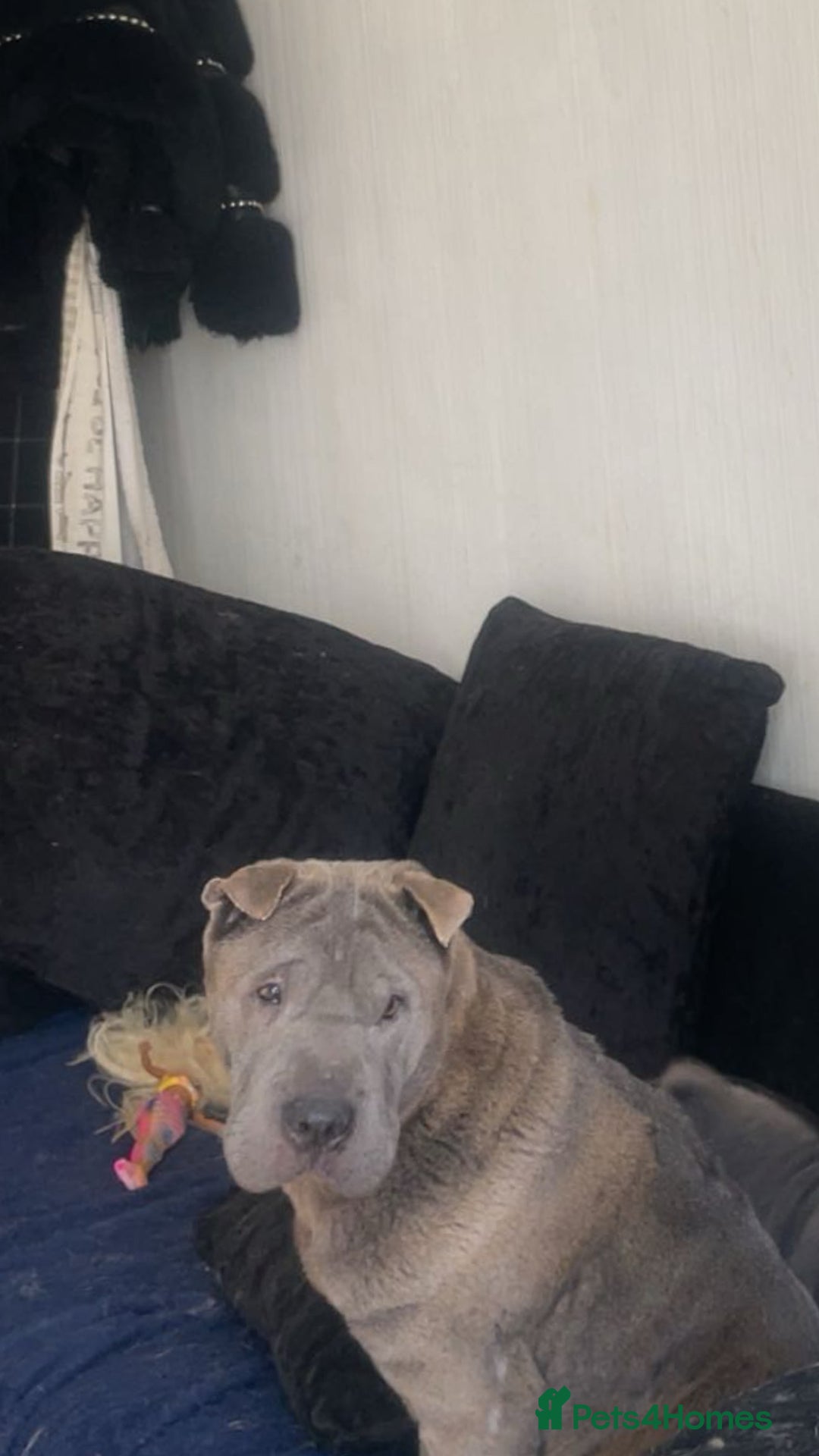 Shar Pei dogs for sale: 3 Shar pei girls  - Image 4