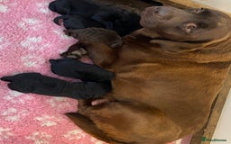 Labrador Retriever dogs for sale: K.C REG CHUNKY SHOW LABRADOR PUPS. - Image 2