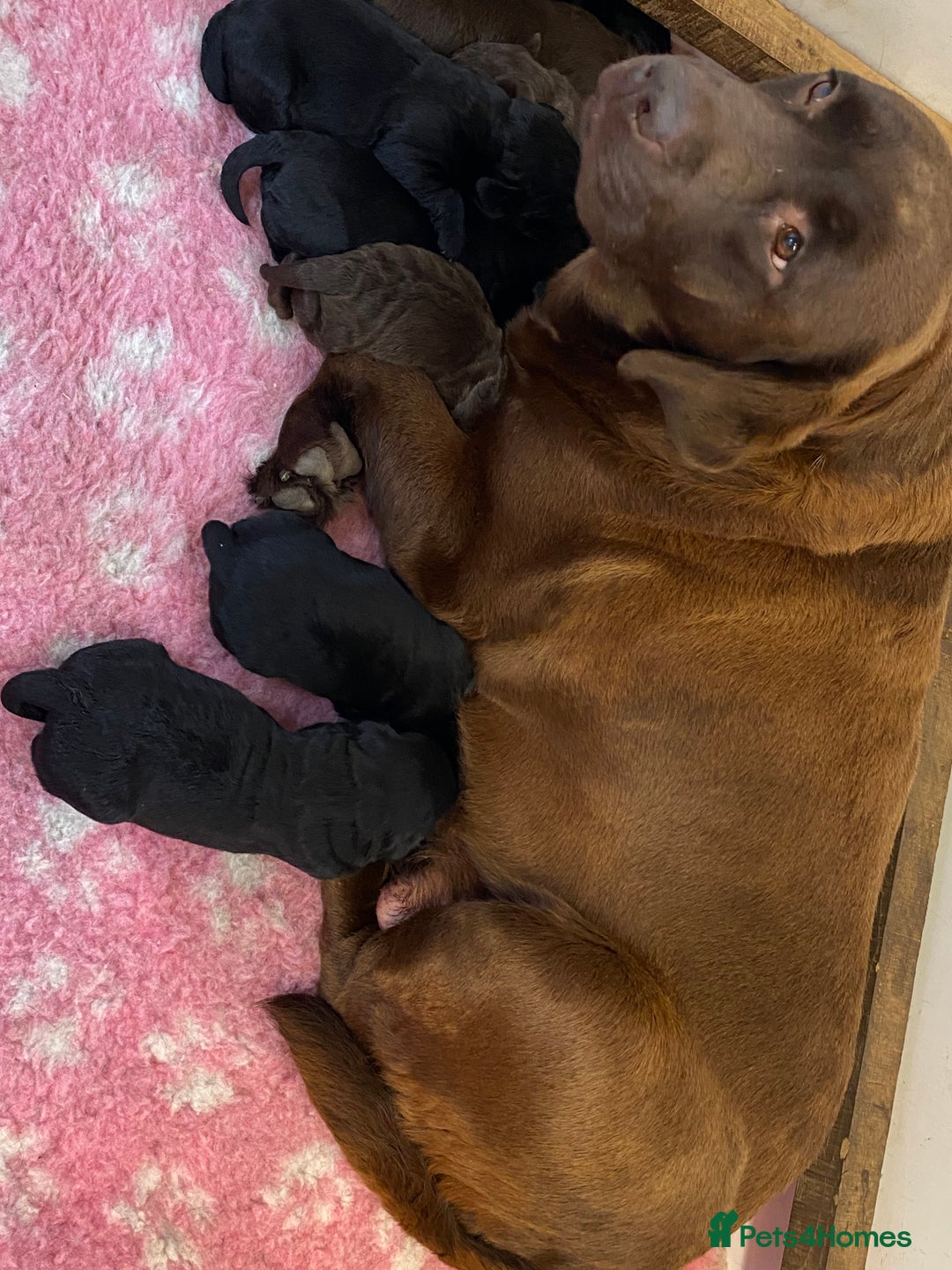 Labrador Retriever dogs for sale: K.C REG CHUNKY SHOW LABRADOR PUPS. - Image 2
