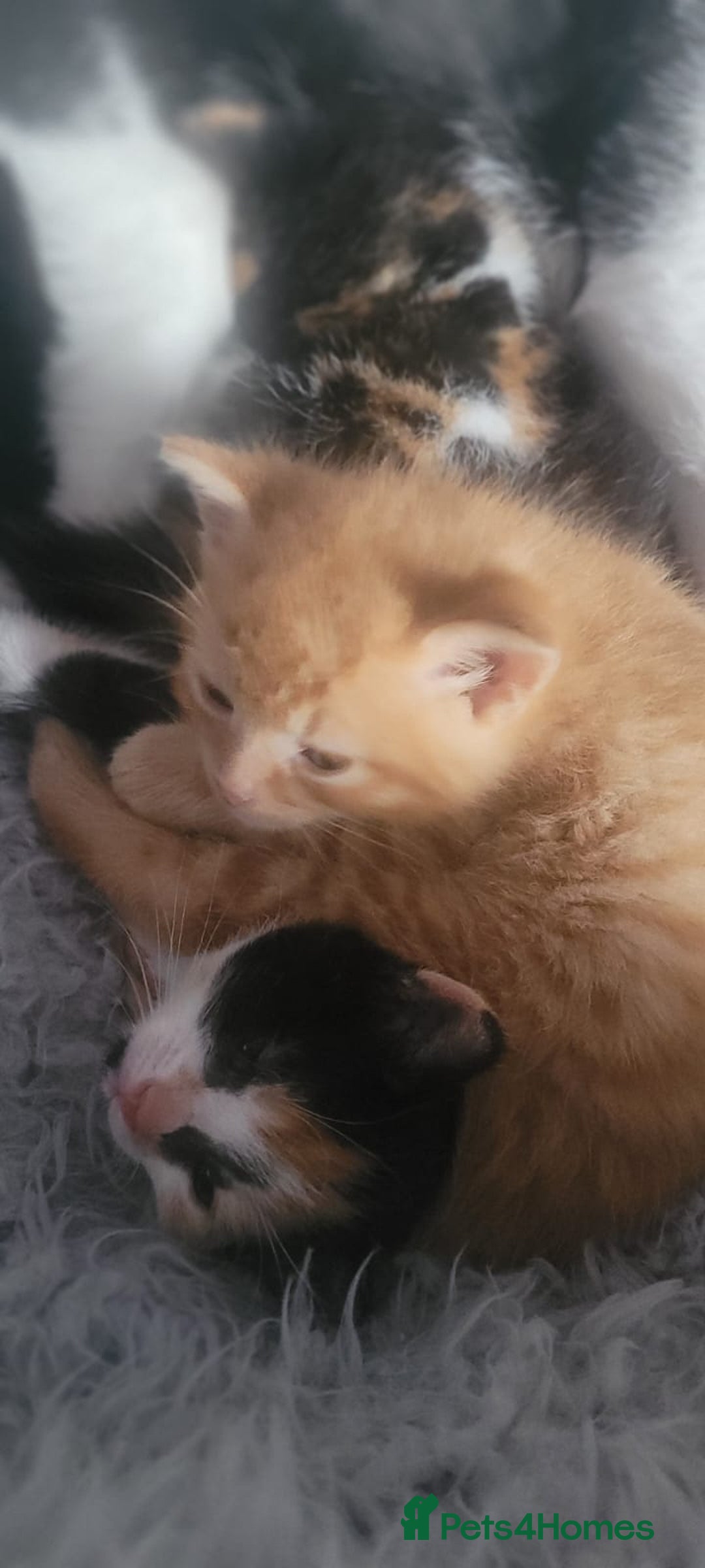 Mixed Breed cats for sale: Beautiful kittens needing loving homes - Image 20