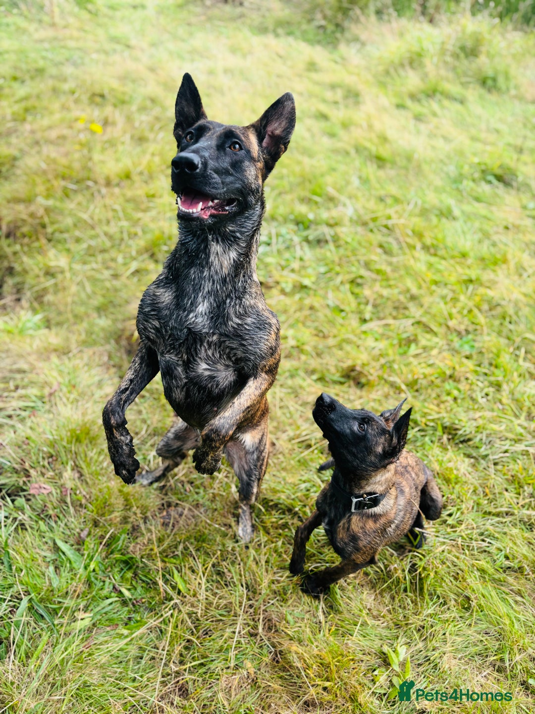 Belgian Shepherd Dog dogs for sale: Stunning Dutch herder female  - Image 3