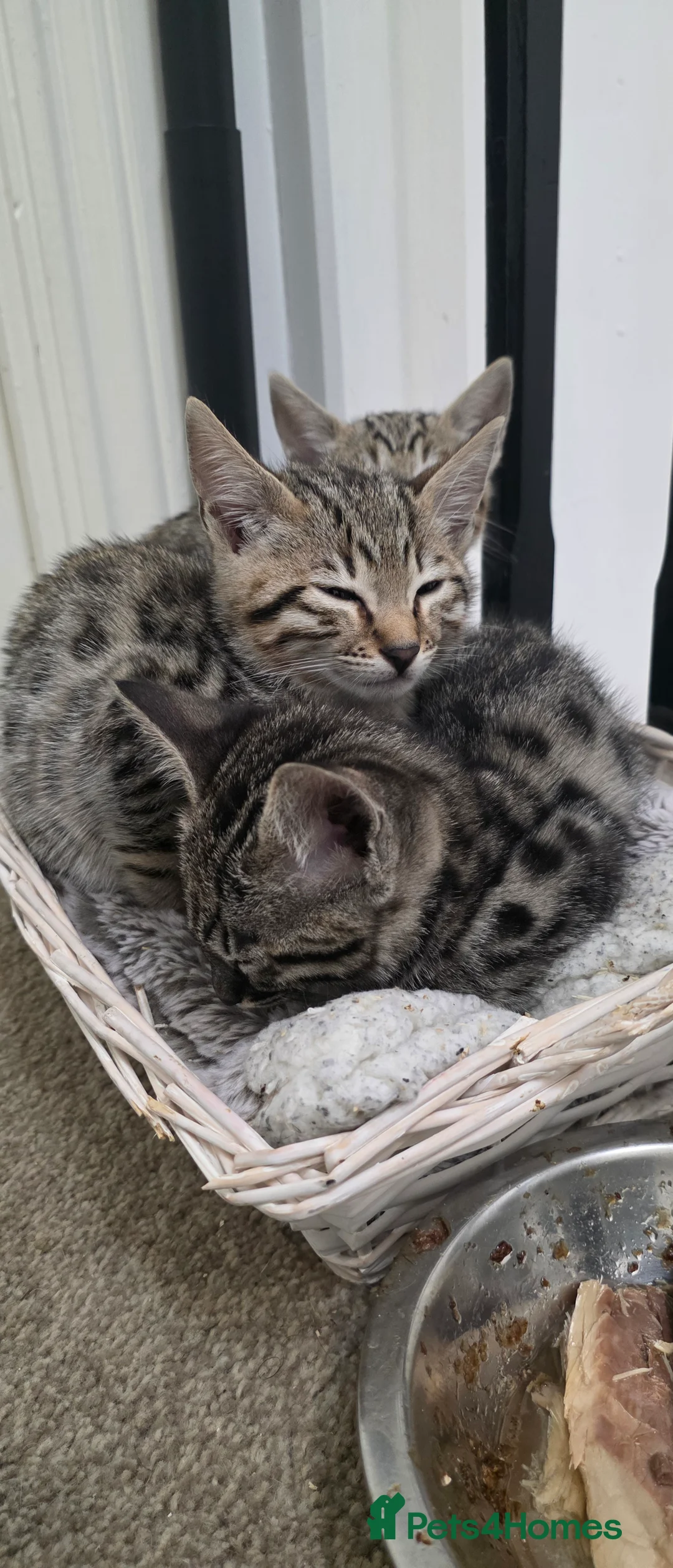 Bengal cats for sale: Savannah x Bengal hybrid Kittens  - Advert 4