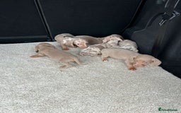 Miniature Dachshund dogs for sale: Rare colour miniature dachshund pups - Image 2