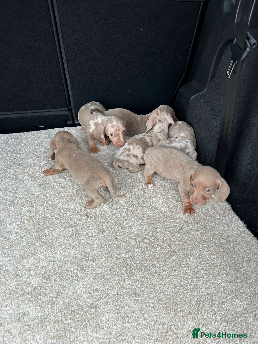 Miniature Dachshund dogs for sale: Rare colour miniature dachshund pups - Image 2