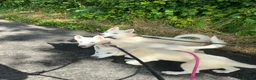 Siberian Husky dogs for sale: 1 white female husky pup 1st & 2nd Vaccines! - Advert 4