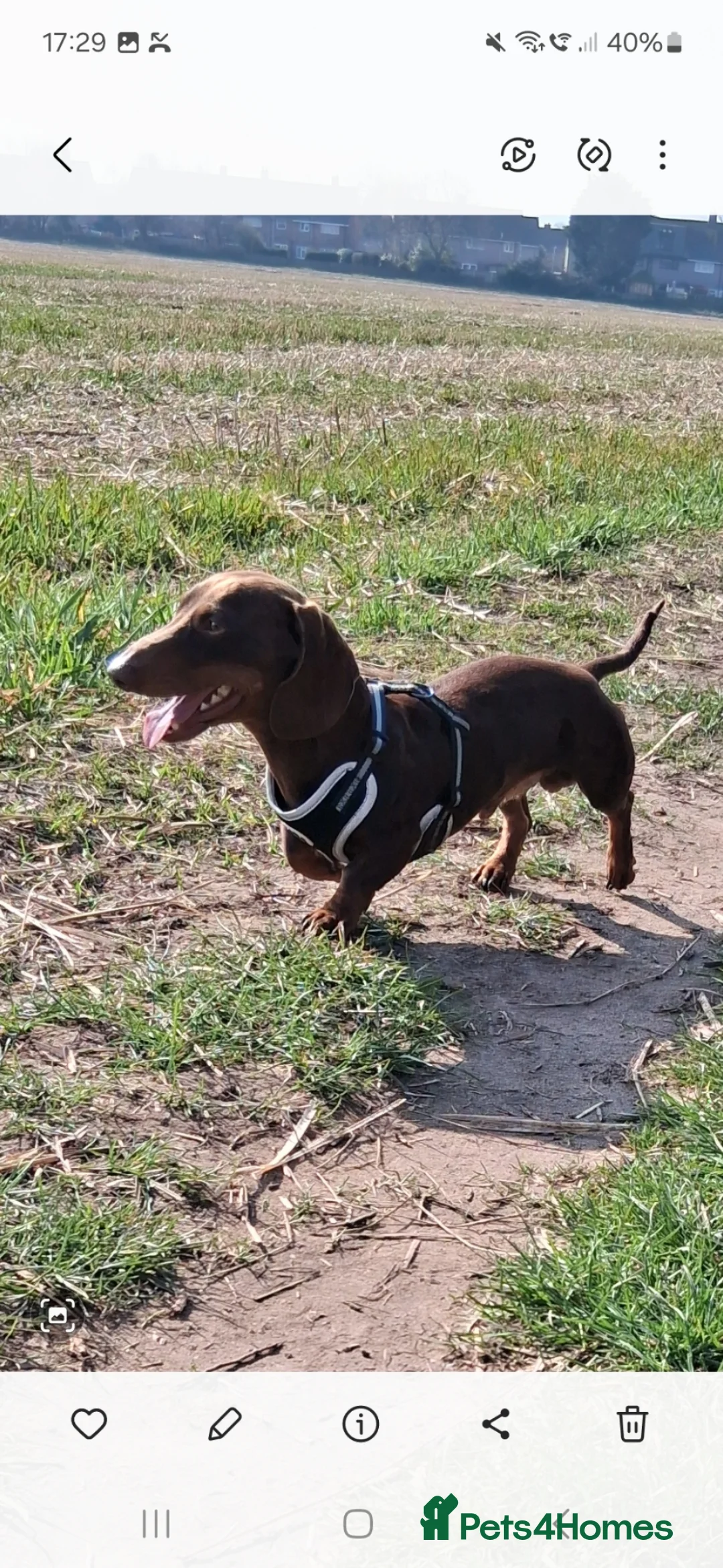 Dachshund dogs for stud: Hugo Lewis in Liverpool - Advert 1