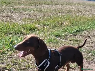 Dachshund dogs Hugo Lewis in Liverpool - Advert 1