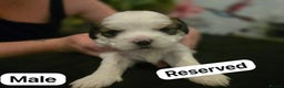 Mixed Breed dogs for sale: Shorkie cross lhasa apso pups - Advert 8