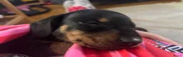 Miniature Dachshund dogs for sale: Miniature dachshunds  - Advert 2