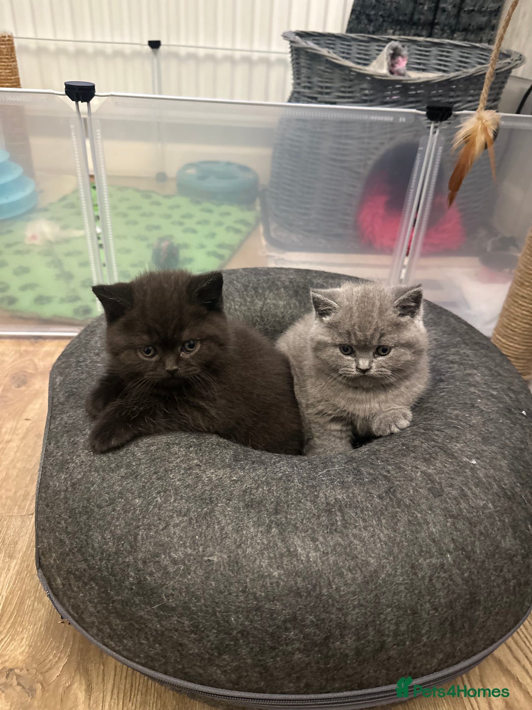 British Shorthair cats for sale: BeautifulGCCF Registered British Shorthair Kittens - Advert 1
