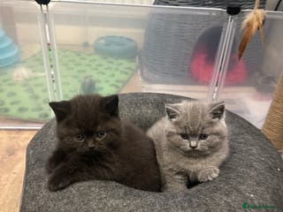 British Shorthair cats BeautifulGCCF Registered British Shorthair Kittens - Advert 2