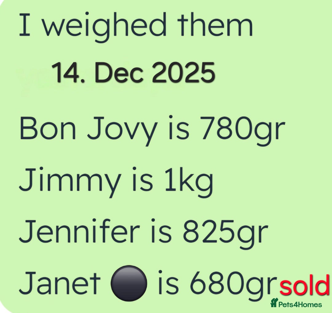 Mixed Breed dogs for sale: For sale my Toy Yorkshire&Pomeranian puppies 🐶  - Advert 4