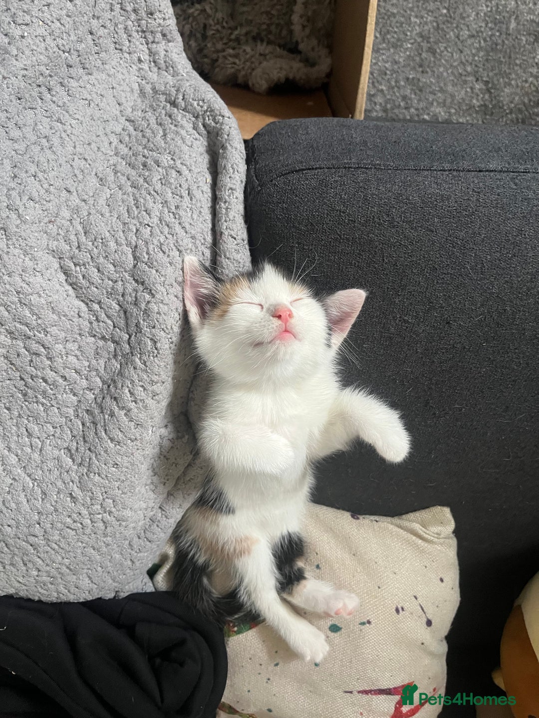 Mixed Breed cats for sale: Kittens for sale  - Image 7