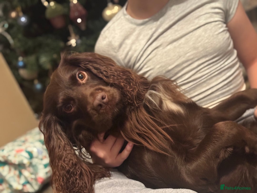 Cocker Spaniel dogs for stud: For stud - Advert 5