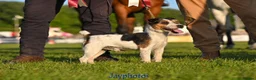 Parson Russell dogs for sale: Lovely parson pups  - Advert 9