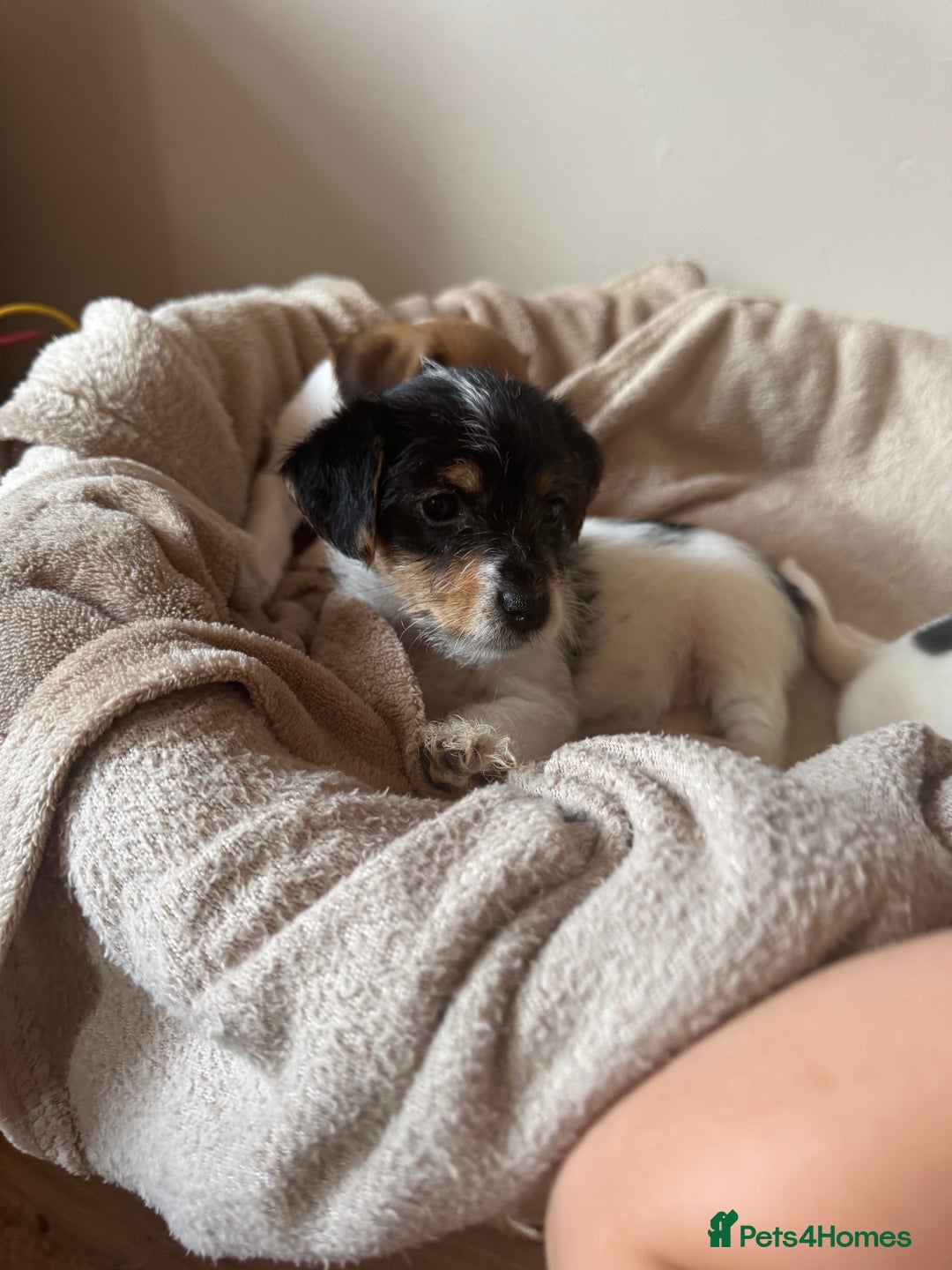 Jack Russell dogs for sale: last little girl - Image 5