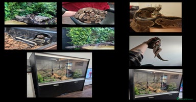 Snake reptiles - Advert 10