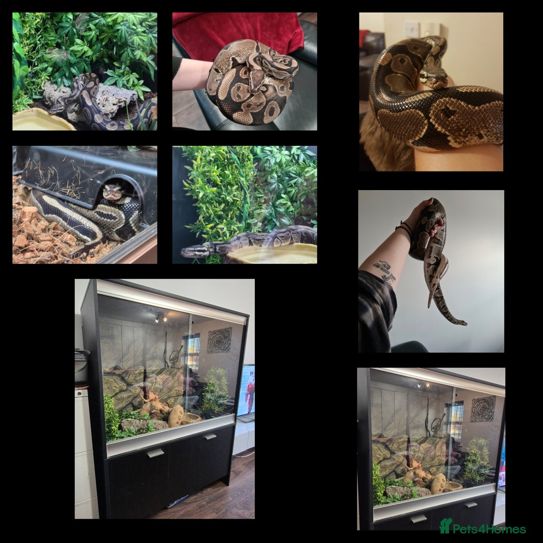 Snake reptiles for sale: Ball python and full vivarium - Image 2