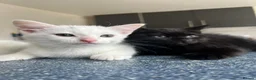 Ragdoll cats for sale: BEAUTIFUL MIX RAGDOLL KITTENS in Reading - Advert 12