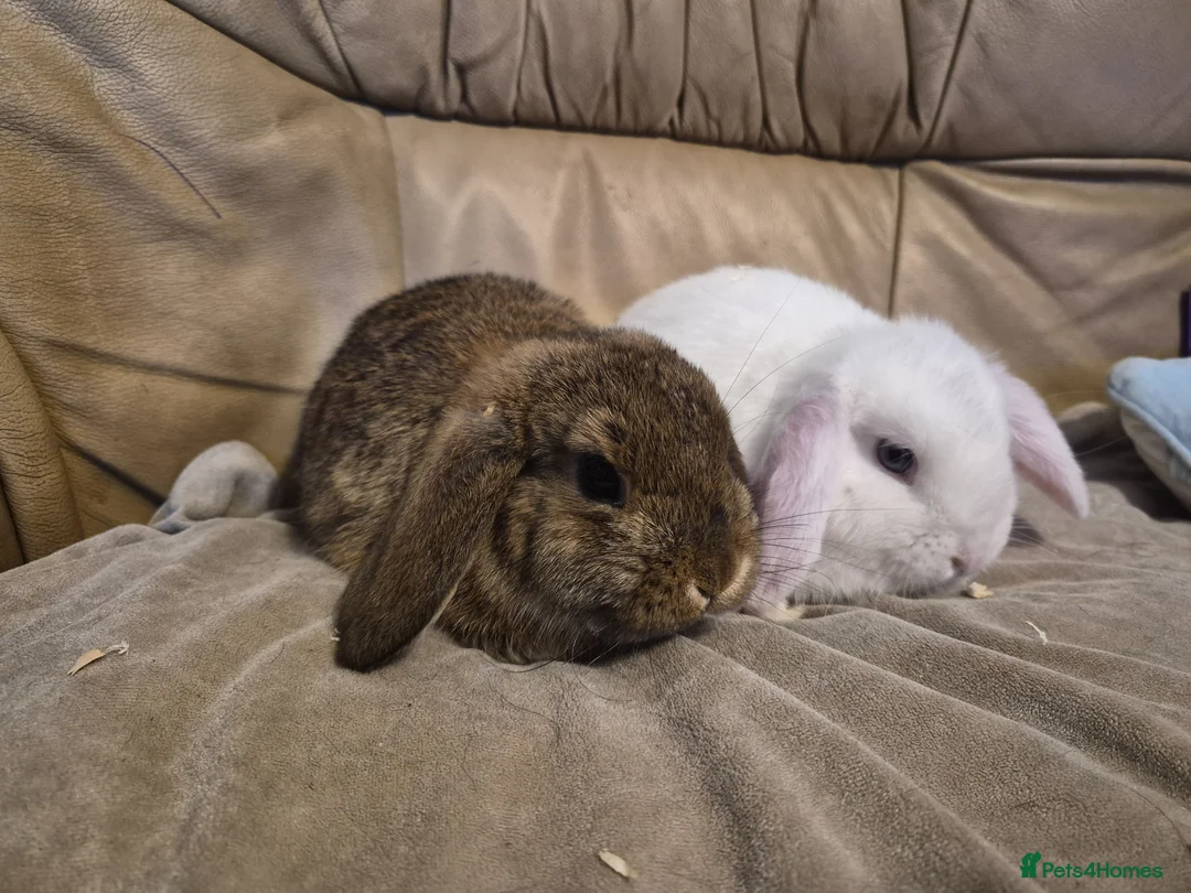 Mini Lop rabbits for sale: 2 Cute Baby Mini Lop Rabbits - Advert 3