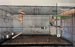 Parakeets birds for sale: 2 x parrotlets Blue and Green - Image 1