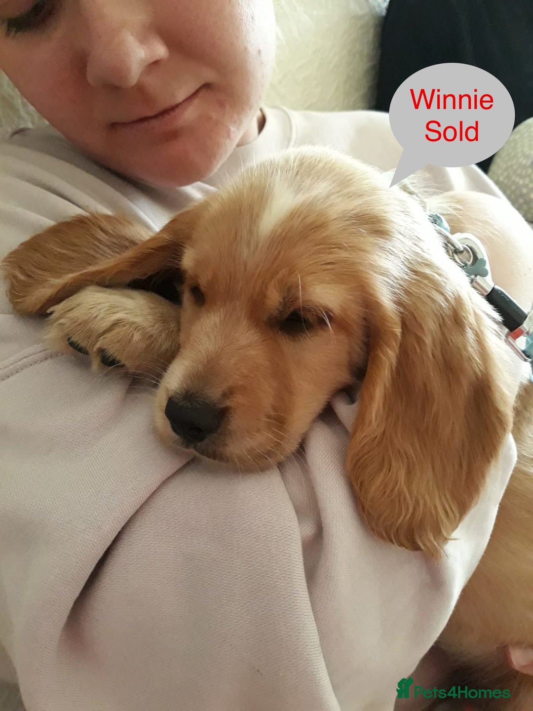 Sprocker dogs for sale: Sprockers 3/4 Cocker spaniel puppies for sale - Image 11