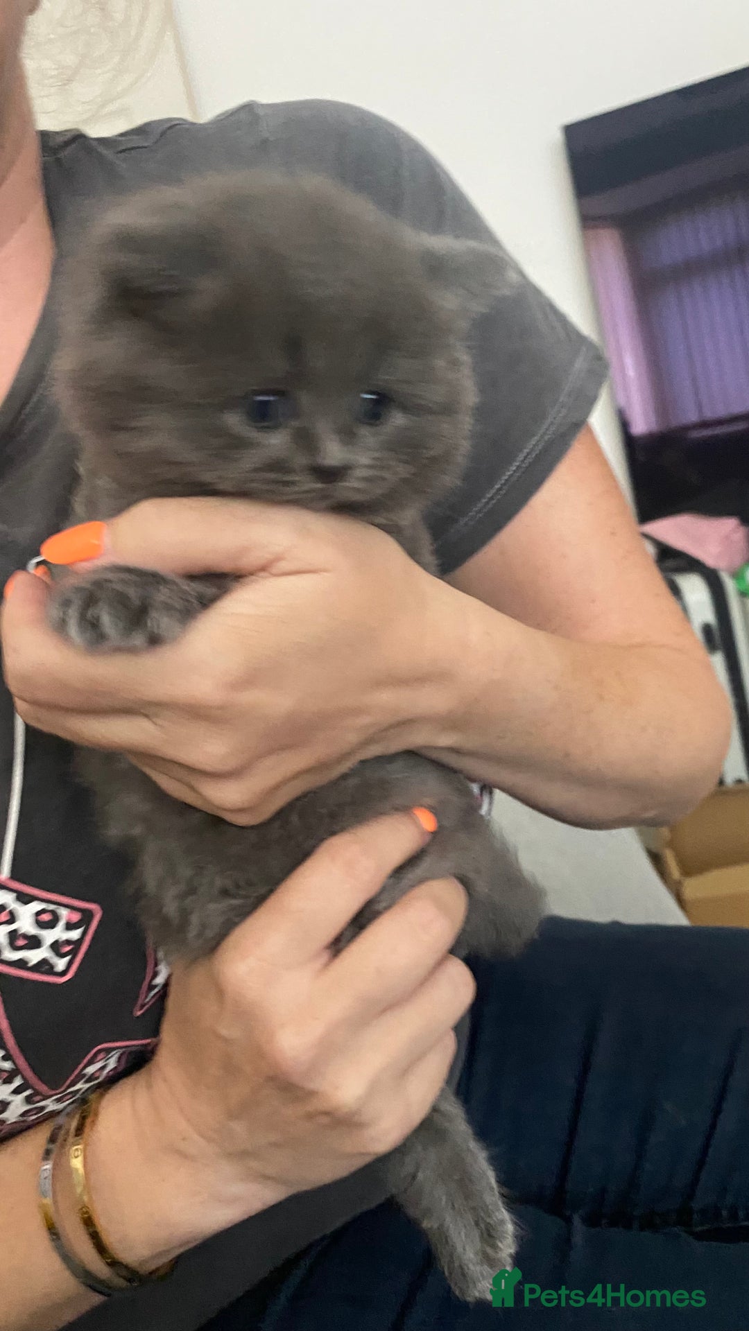 Scottish Fold cats for sale: Scottish fold kittens - Image 2
