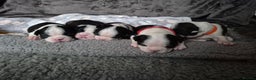 Boston Terrier dogs for sale: Gorgeous chunky Boston terrier pups - Advert 4
