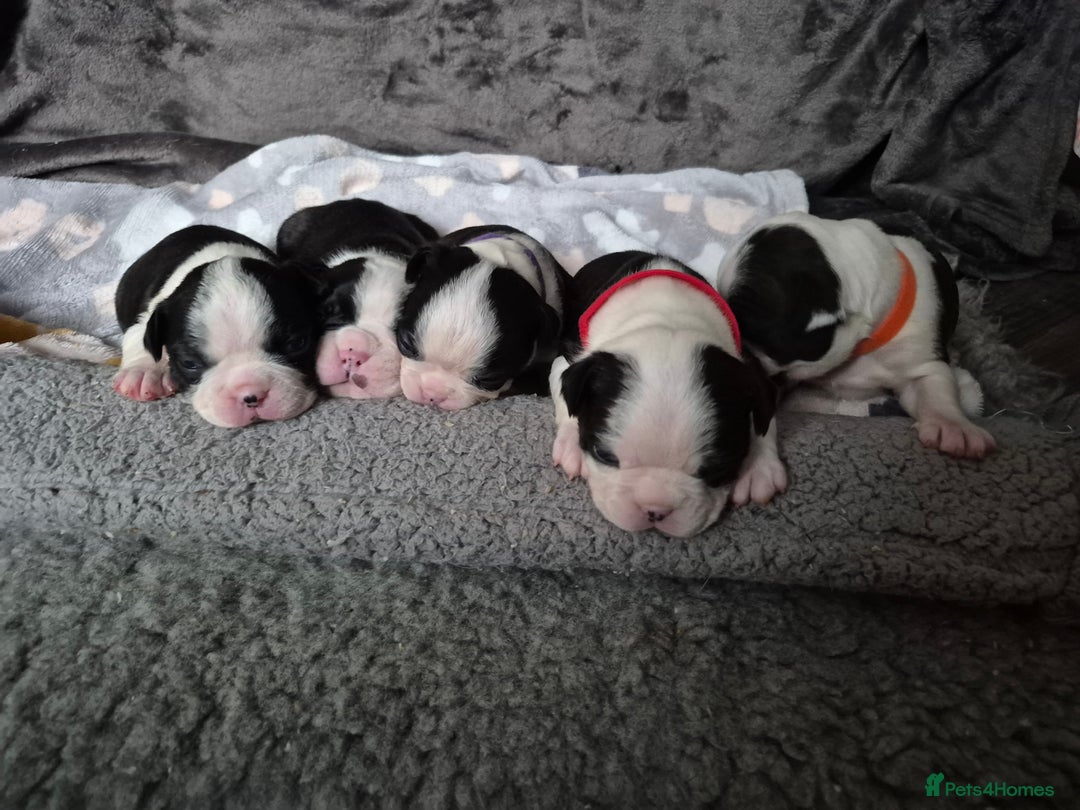 Boston Terrier dogs for sale: Gorgeous chunky Boston terrier pups - Advert 4