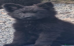 German Shepherd dogs for sale: German Shepherd pups  - Image 2