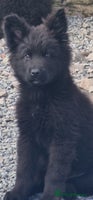 German Shepherd dogs - Advert 4