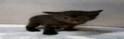 British Shorthair cats for sale: 2 British shorthair kittens for sale, 1 month old in Barnard Castle - Advert 10