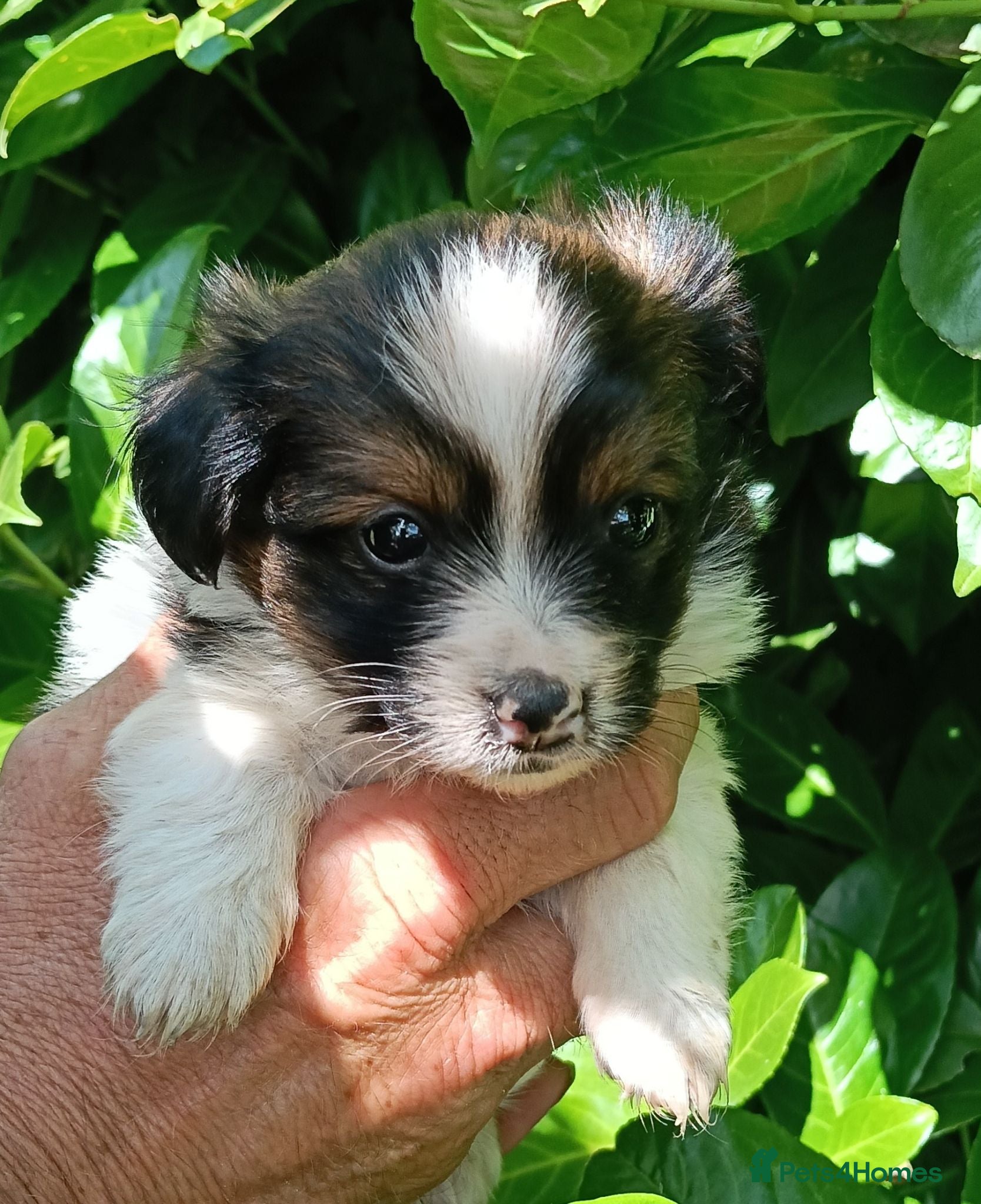 Mixed Breed dogs Exceptional Papillon × Mittel Spitz Puppies - Advert 1
