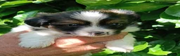 Mixed Breed dogs for sale: Last one reduced !-Rare Papillon × Spitz Puppies - Advert 6