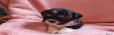 Lhasa Apso - Pink Collar