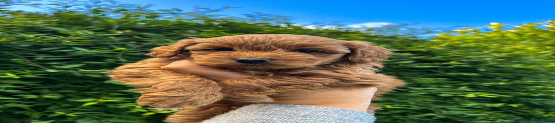 Cockapoo Puppy 6