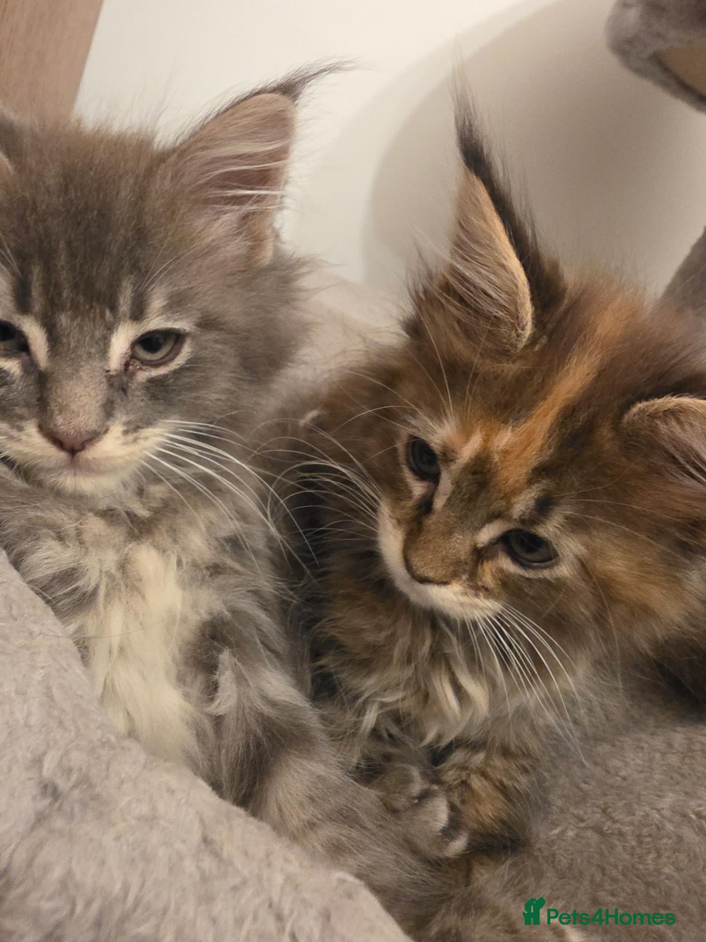 Maine Coon cats XXL Russian main coons - Advert 11