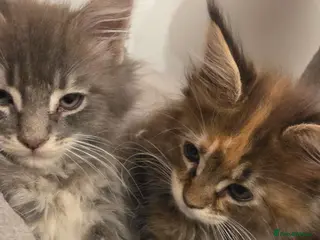 Maine Coon cats XXL Russian main coons - Advert 11