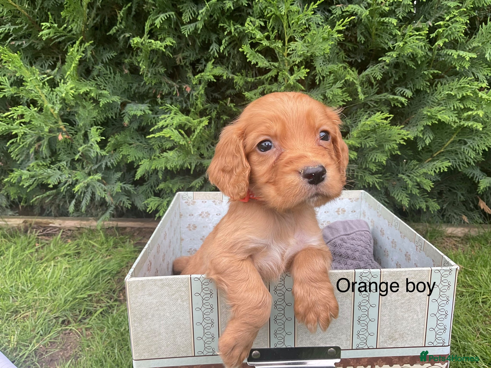 Cocker Spaniel dogs Kc reg hereditary clear working cocker spaniels - Advert 1