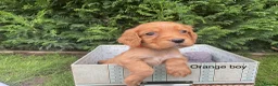 Cocker Spaniel dogs for sale: Kc reg hereditary clear working cocker spaniels in Ingatestone - Advert 17