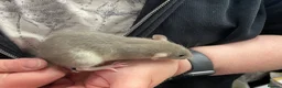 Rat rodents for sale: Baby rats - Advert 17
