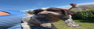 Sprocker 2