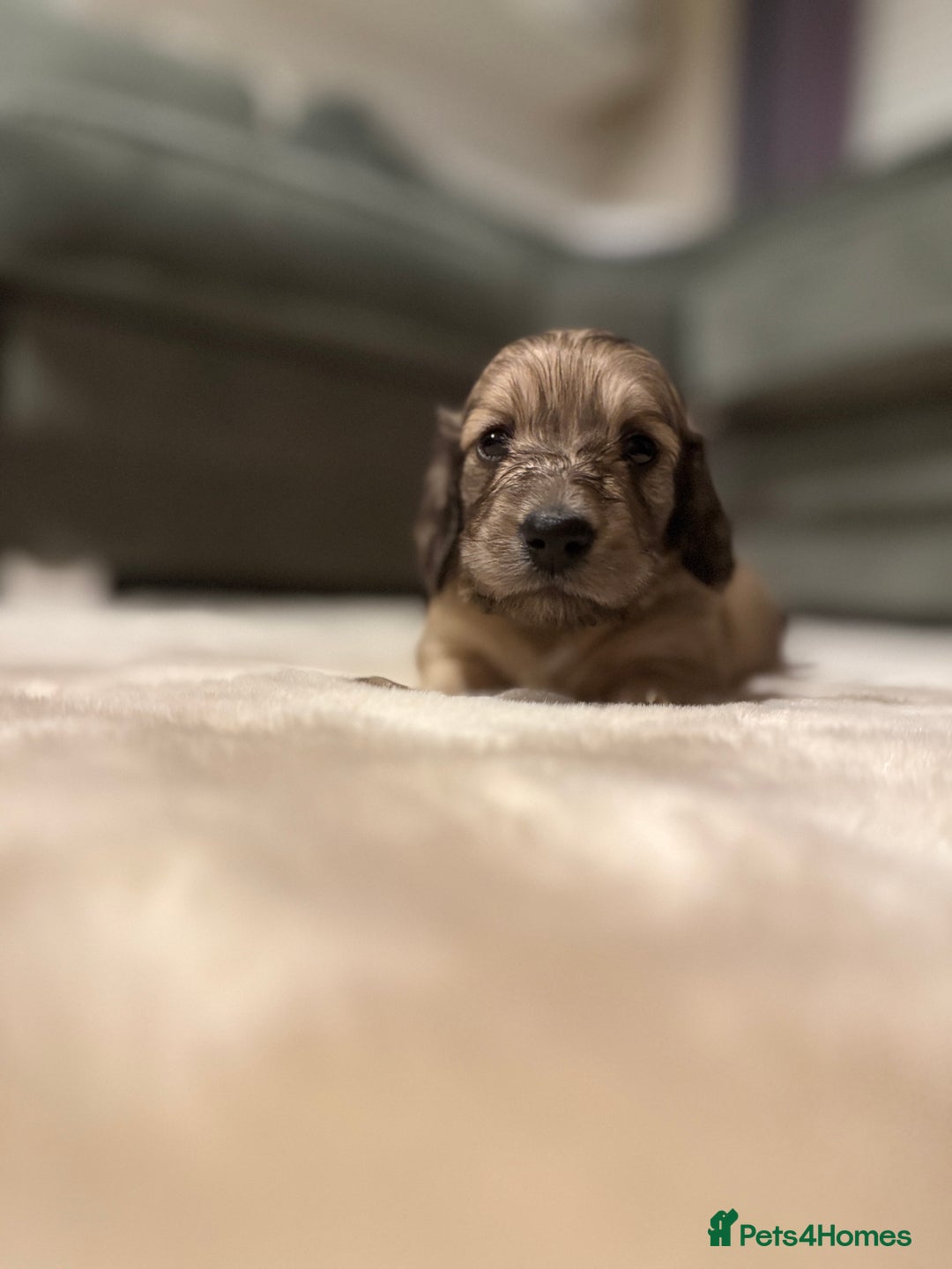 Miniature Dachshund dogs for sale: Shaded cream boy ready now - Advert 11