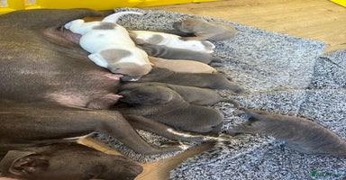 Mixed Breed dogs - Advert 11