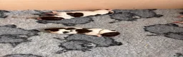 English Springer Spaniel dogs for sale: Beautiful litter of springer spaniels in Bristol - Advert 7