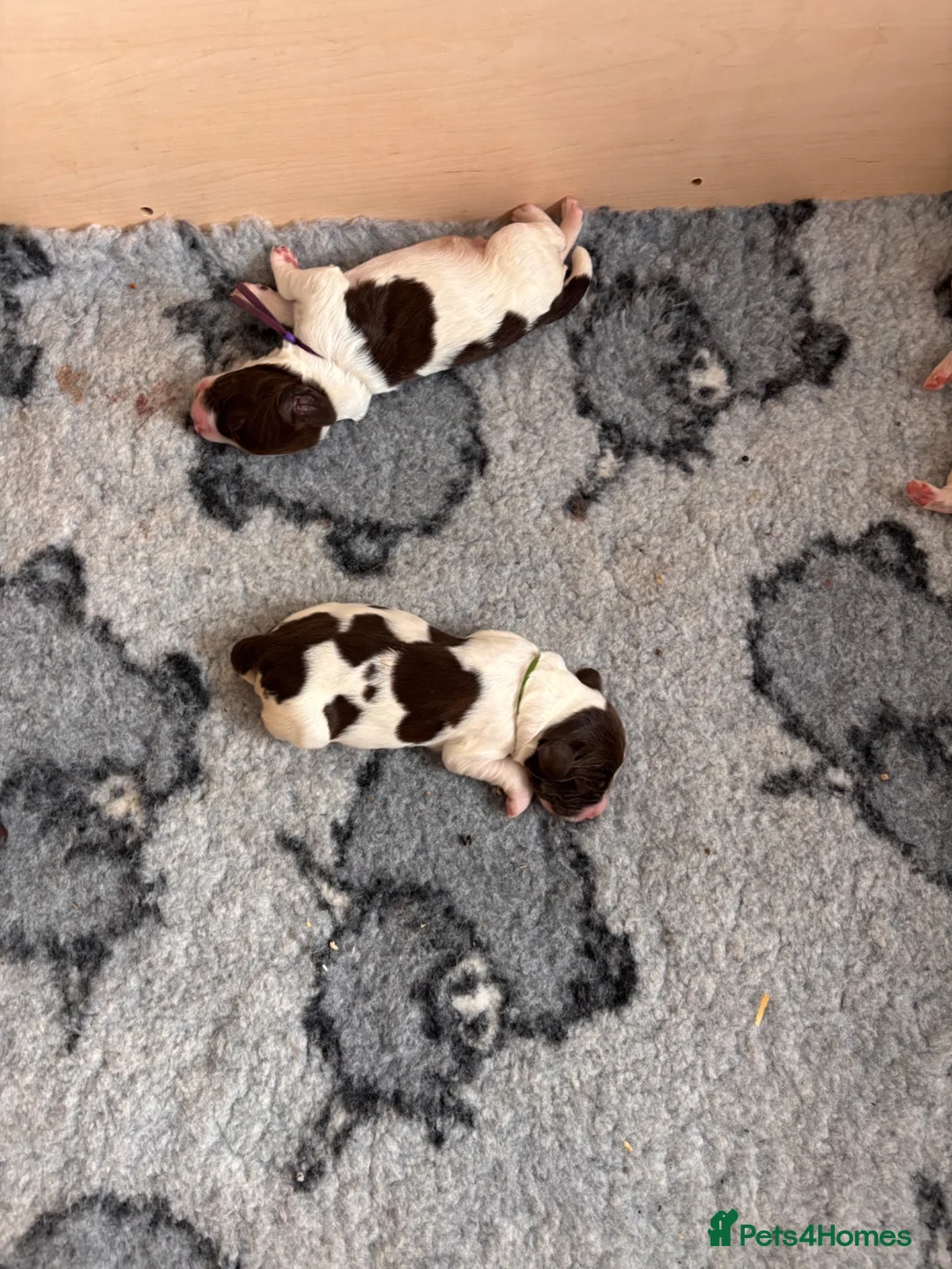 English Springer Spaniel dogs for sale: Beautiful litter of springer spaniels in Bristol - Advert 7