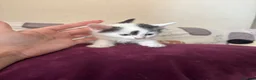 Mixed Breed cats for sale: Kittens for new homes - Advert 8